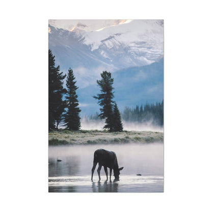 Moose at Dawn Stretched Canvas Wall Art