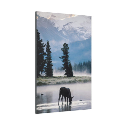 Moose at Dawn Stretched Canvas Wall Art